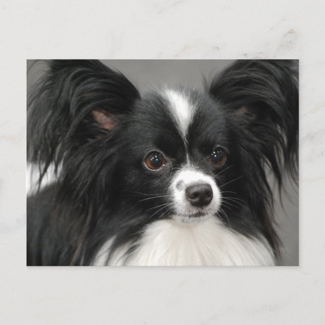 Postal de perro de Papillon (Anverso)