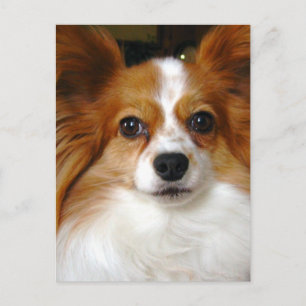 Postal de perro de Papillon