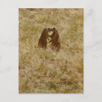 Postal de perro de praire puro