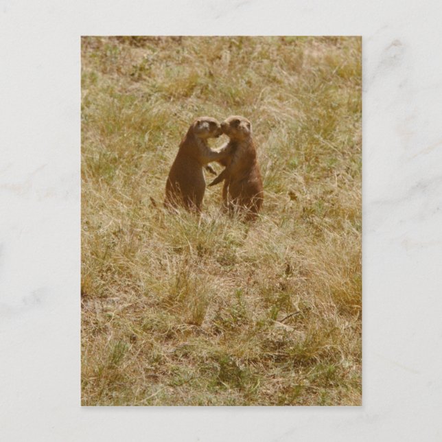 Postal de perro de praire puro (Anverso)