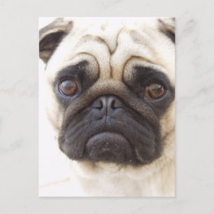 Postal de perro de pug