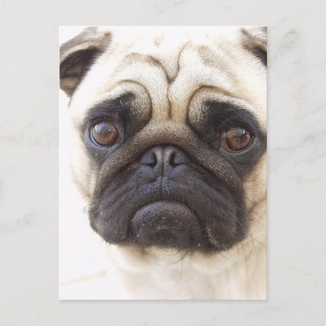 Postal de perro de pug (Anverso)