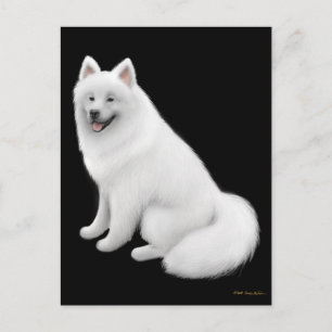 Postal de perro de Samoyed