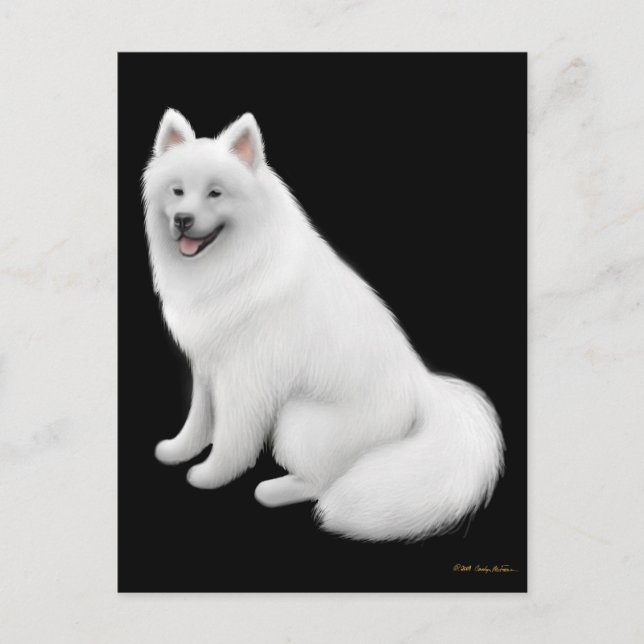 Postal de perro de Samoyed (Anverso)