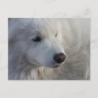 Postal de perro de Samoyed