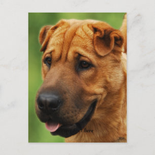 Postal de perro de Shar Pei