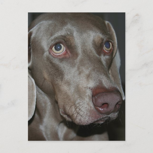 Postal de perro de Weimaraner (Anverso)