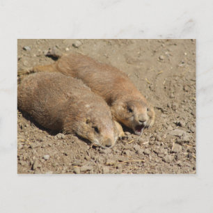 Postal de perro de Yawning Prairie