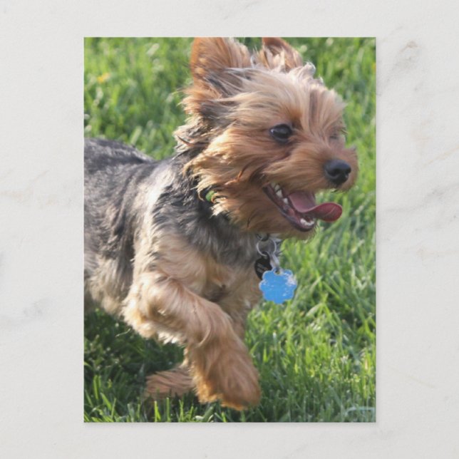 Postal de perro de York Terrier (Anverso)
