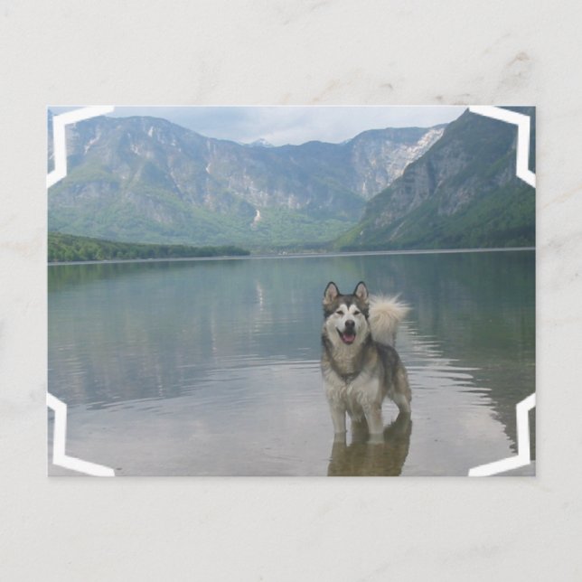 Postal de Perro Malamute (Anverso)
