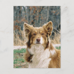 Postal de perro pastor australiano