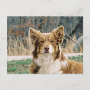 Postal de perro pastor australiano