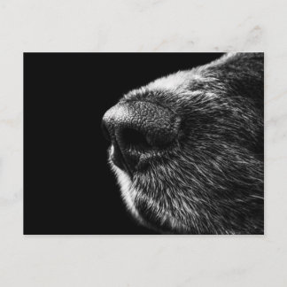 Postal de Perro Sniffer