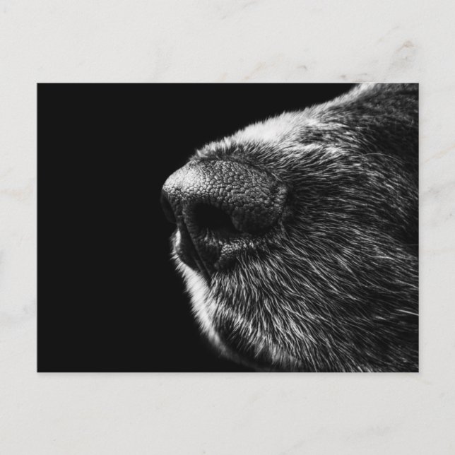 Postal de Perro Sniffer (Anverso)