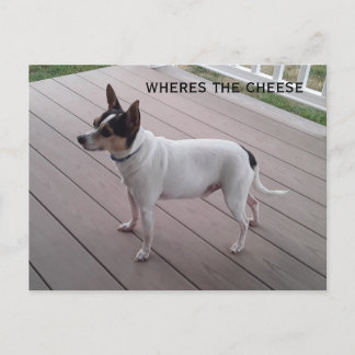 postal de perro zorro lindo juguete terrier/chihua