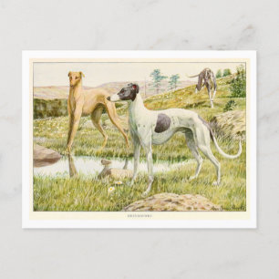 Postal de perros de Greyhound