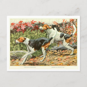 Postal de perros Foxhound