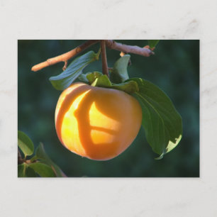 postal de persimmon