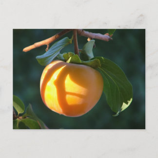 postal de persimmon
