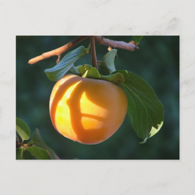 postal de persimmon (Anverso)