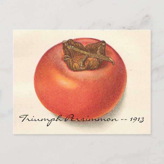 Postal de Persimmon de Vintage (Anverso)