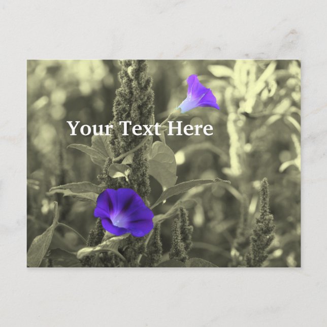 Postal de Personalizable de flores de la mañana co (Anverso)