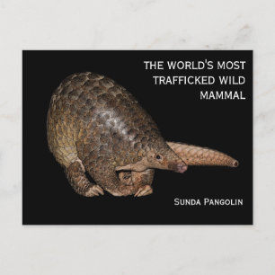 Postal de personalizable Sunda Pangolin