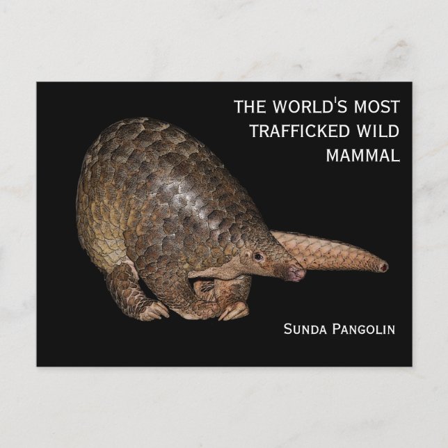 Postal de personalizable Sunda Pangolin (Anverso)