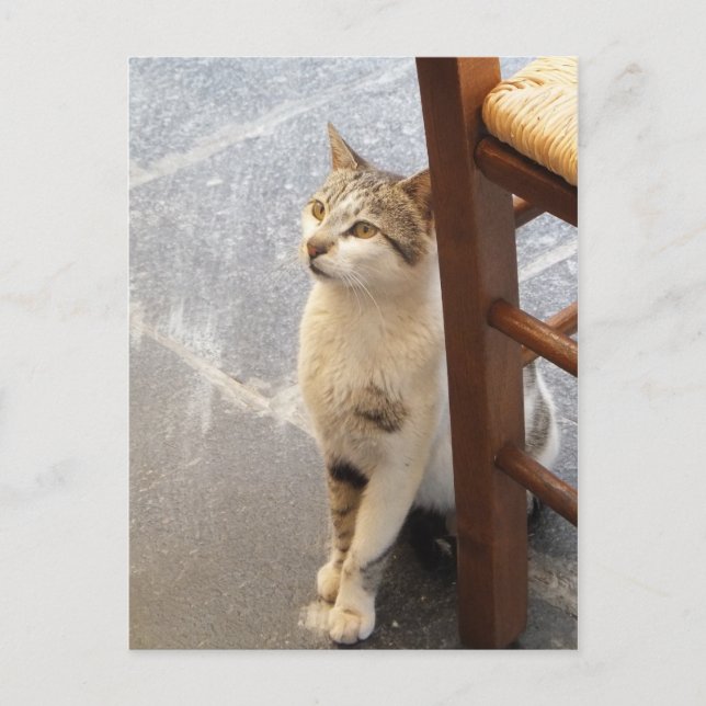 postal de personalizado de gato (Anverso)