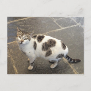 postal de personalizado de gato
