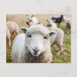 Postal de Personalizado de oveja corta