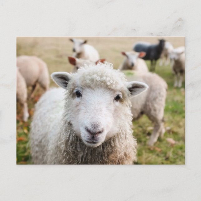 Postal de Personalizado de oveja corta (Anverso)
