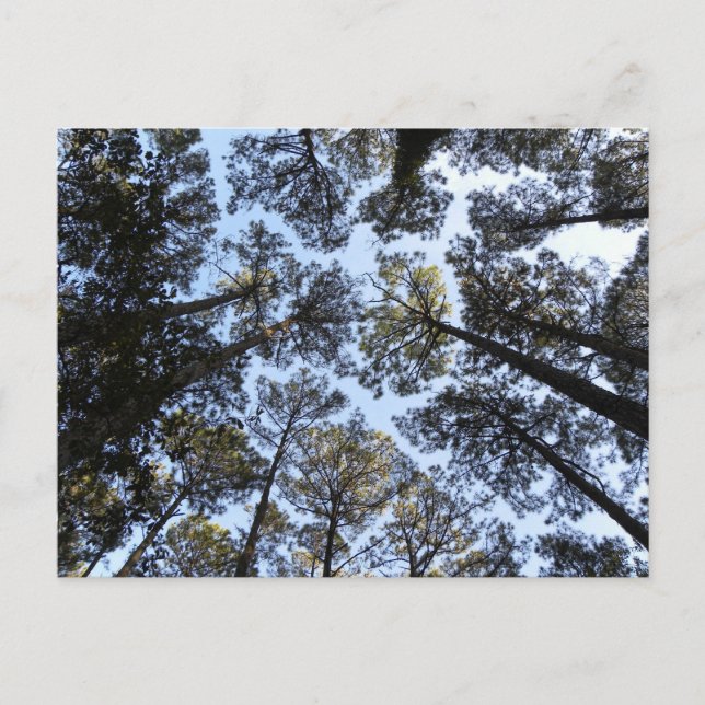 Postal de perspectiva de árboles (Anverso)