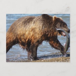 Postal de pesca del oso