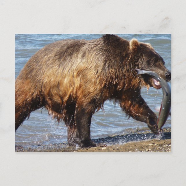 Postal de pesca del oso (Anverso)