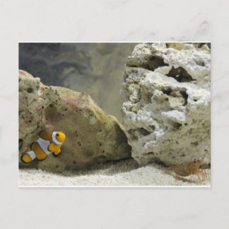 Postal de pescado y gamba