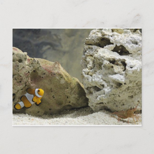 Postal de pescado y gamba (Anverso)