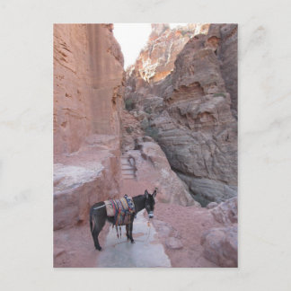 Postal de Petra Donkey