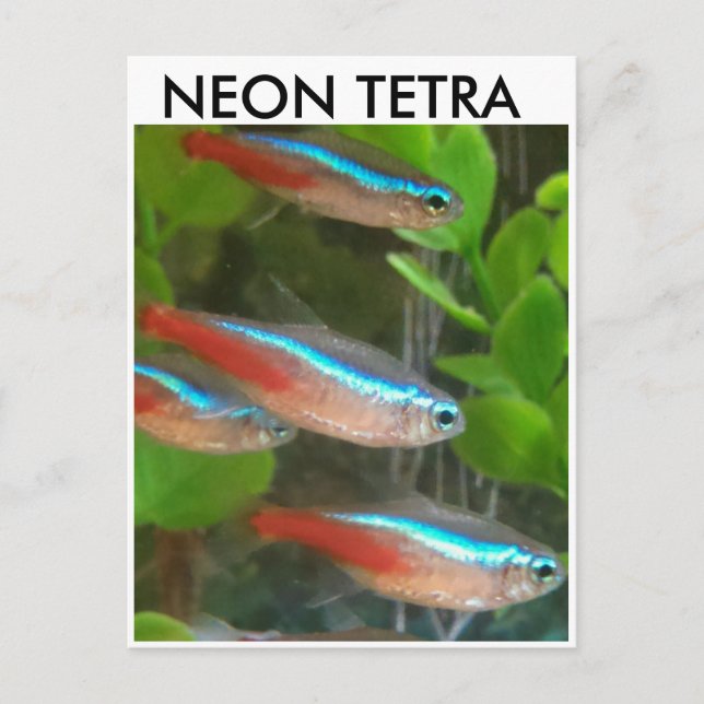 Postal de pez Neon Tetra (Anverso)