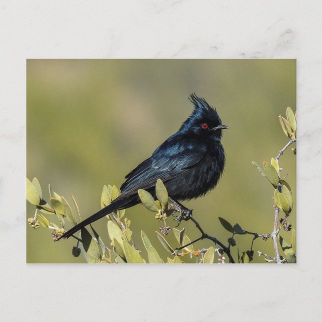 Postal de Phainopepla (Anverso)