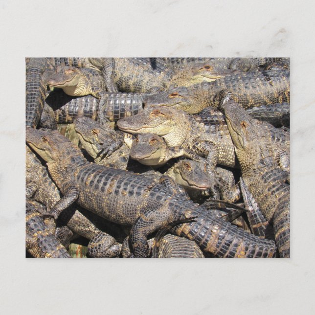 Postal de Pile Gator (Anverso)