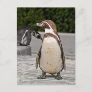 Postal de Pingüino Magallánico Marrón