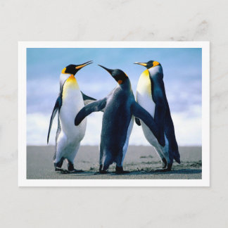 Postal de pingüinos