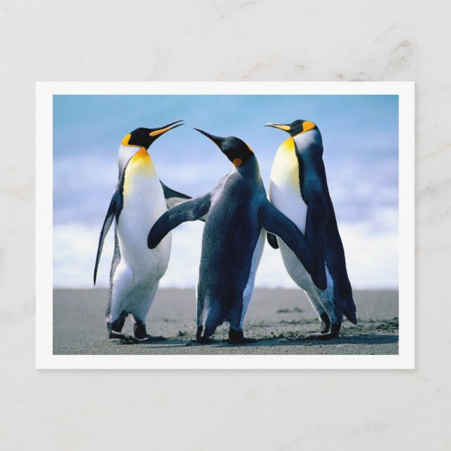 Postal de pingüinos (Anverso)