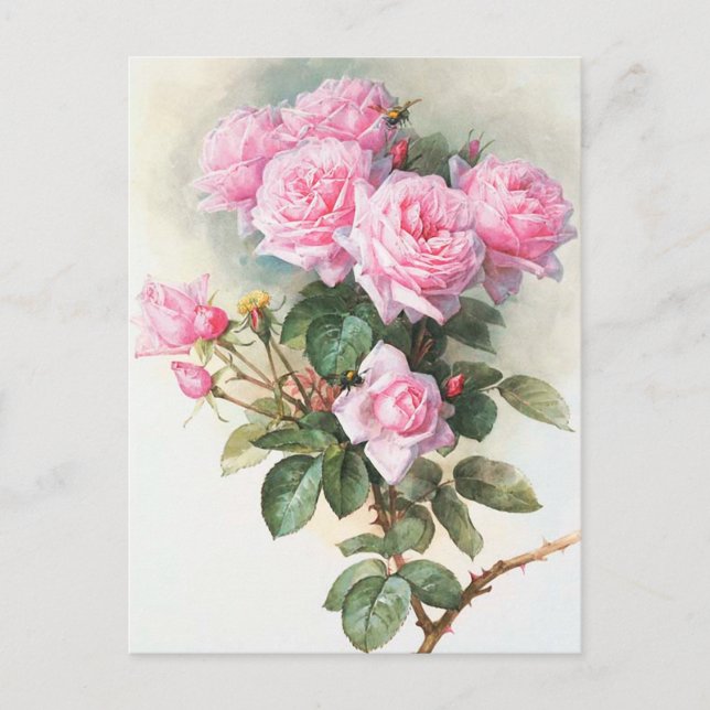 Postal de pintura de rosas rosadas vintage (Anverso)