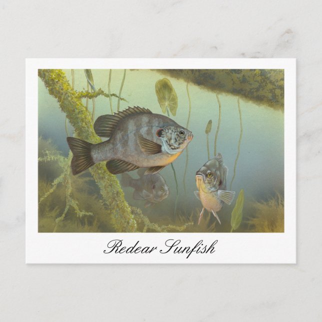 Postal de pintura de Sunfish Repreciado (Anverso)
