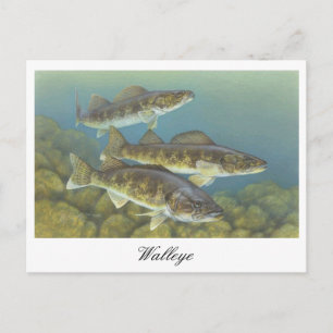 Postal de pintura de Walleye