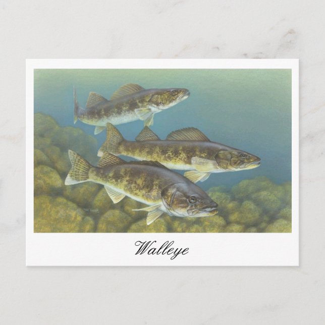 Postal de pintura de Walleye (Anverso)