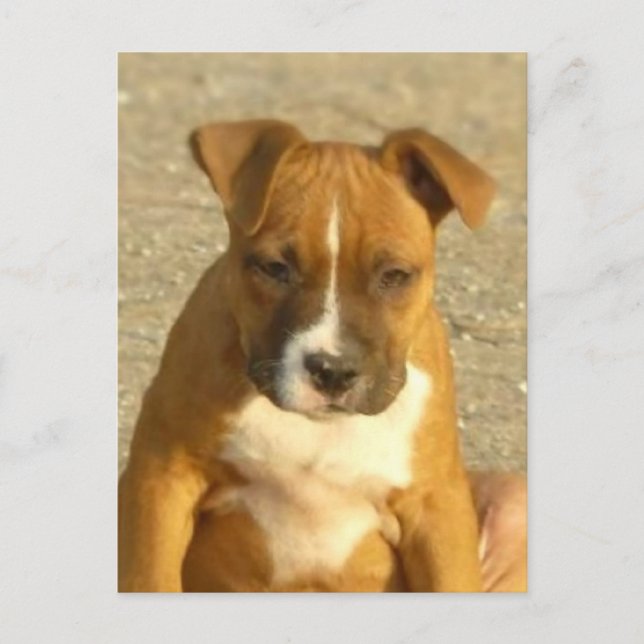Postal de Pitbull (Anverso)