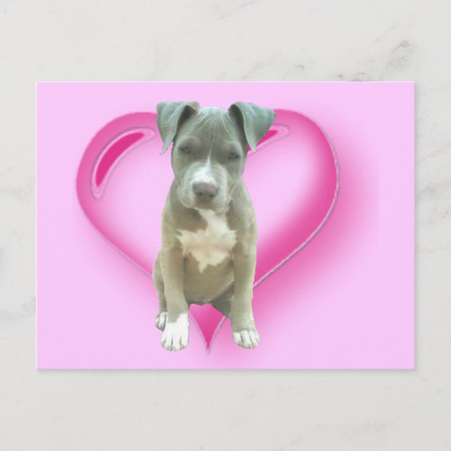 Postal de Pitbull (Anverso)
